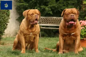 Read more about the article Dogue de Bordeaux breeders and puppies in Maine