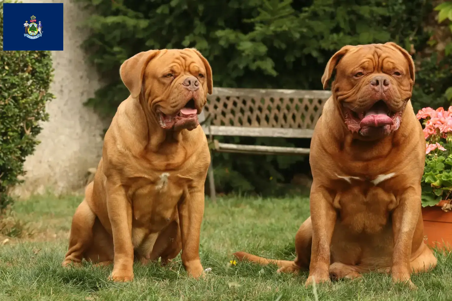 Dogue de Bordeaux puppies and breeder Maine Find Dogue de Bordeaux breeders in Maine.
