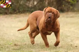 Read more about the article Dogue de Bordeaux breeders and puppies in Maryland