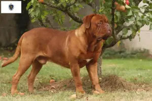 Read more about the article Dogue de Bordeaux breeders and puppies in Massachusetts
