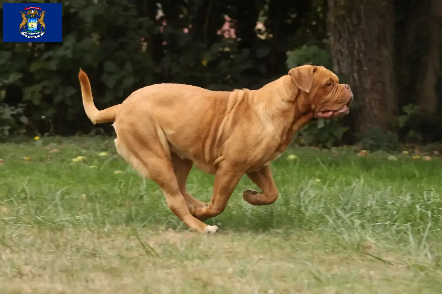 Dogue de Bordeaux puppies and breeder Michigan Find Dogue de Bordeaux breeders in Michigan.