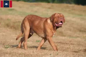 Read more about the article Dogue de Bordeaux breeders and puppies in Mississippi