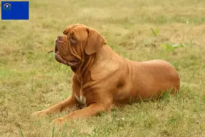 Read more about the article Dogue de Bordeaux breeders and puppies in Nevada