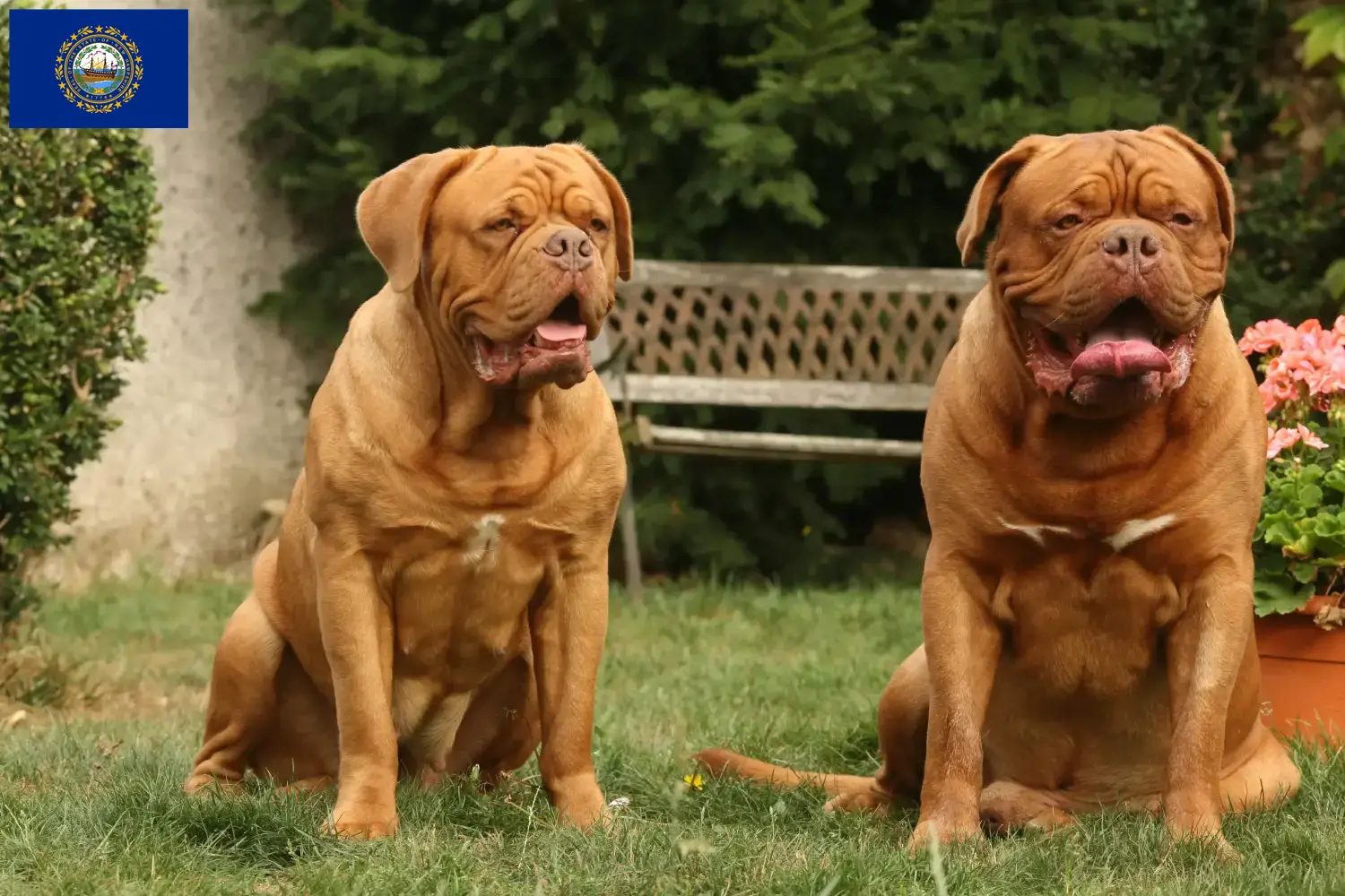 Dogue de Bordeaux puppies and breeder New Hampshire Find Dogue de Bordeaux breeders in New Hampshire.