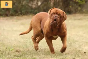 Read more about the article Dogue de Bordeaux breeders and puppies in New Jersey