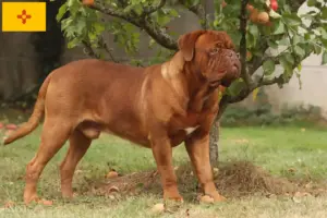 Read more about the article Dogue de Bordeaux breeders and puppies in New Mexico