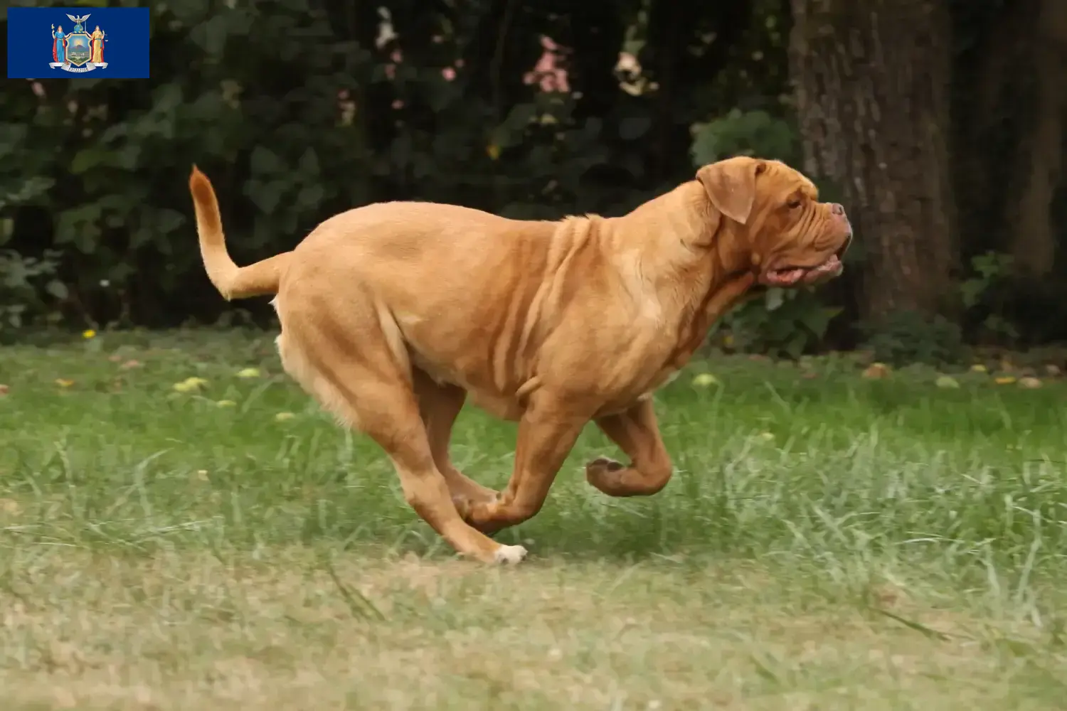 Dogue de Bordeaux puppies and breeder New York Find Dogue de Bordeaux breeders in New York here.