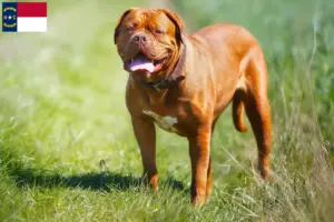 Read more about the article Dogue de Bordeaux breeders and puppies in North Carolina
