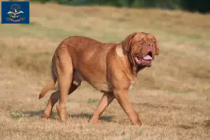Read more about the article Dogue de Bordeaux breeders and puppies in North Dakota