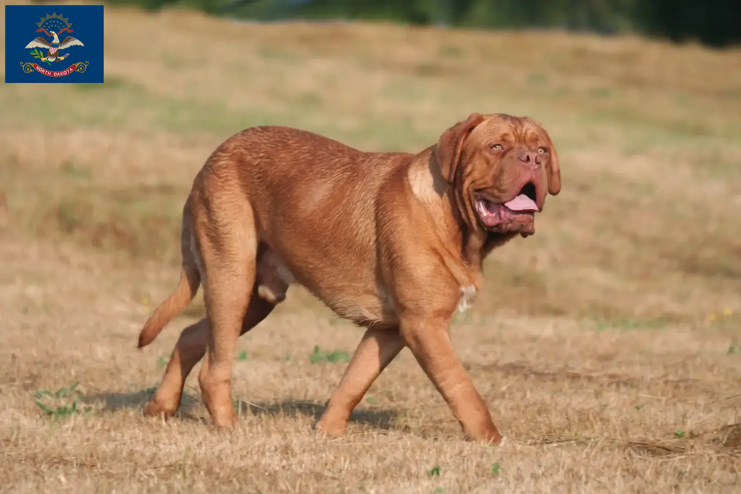 Dogue de Bordeaux puppies and breeders North Dakota Find Dogue de Bordeaux breeders in North Dakota.