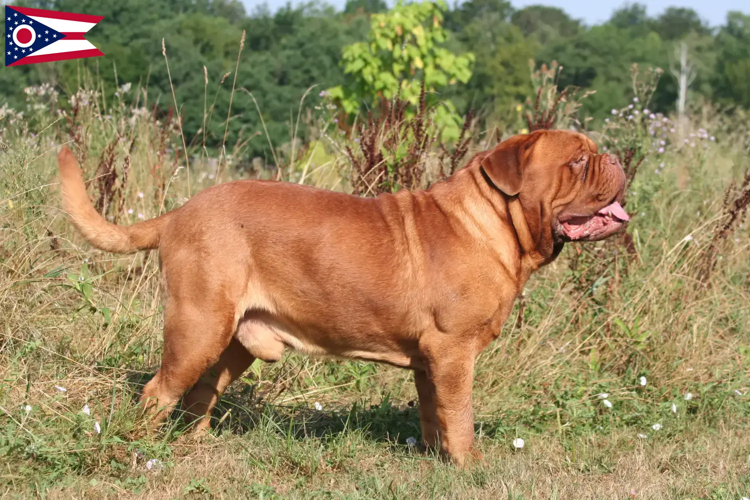 Dogue de Bordeaux puppies and breeder Ohio Find Dogue de Bordeaux breeders in Ohio.