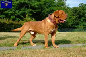 Read more about the article Dogue de Bordeaux breeders and puppies in Oregon