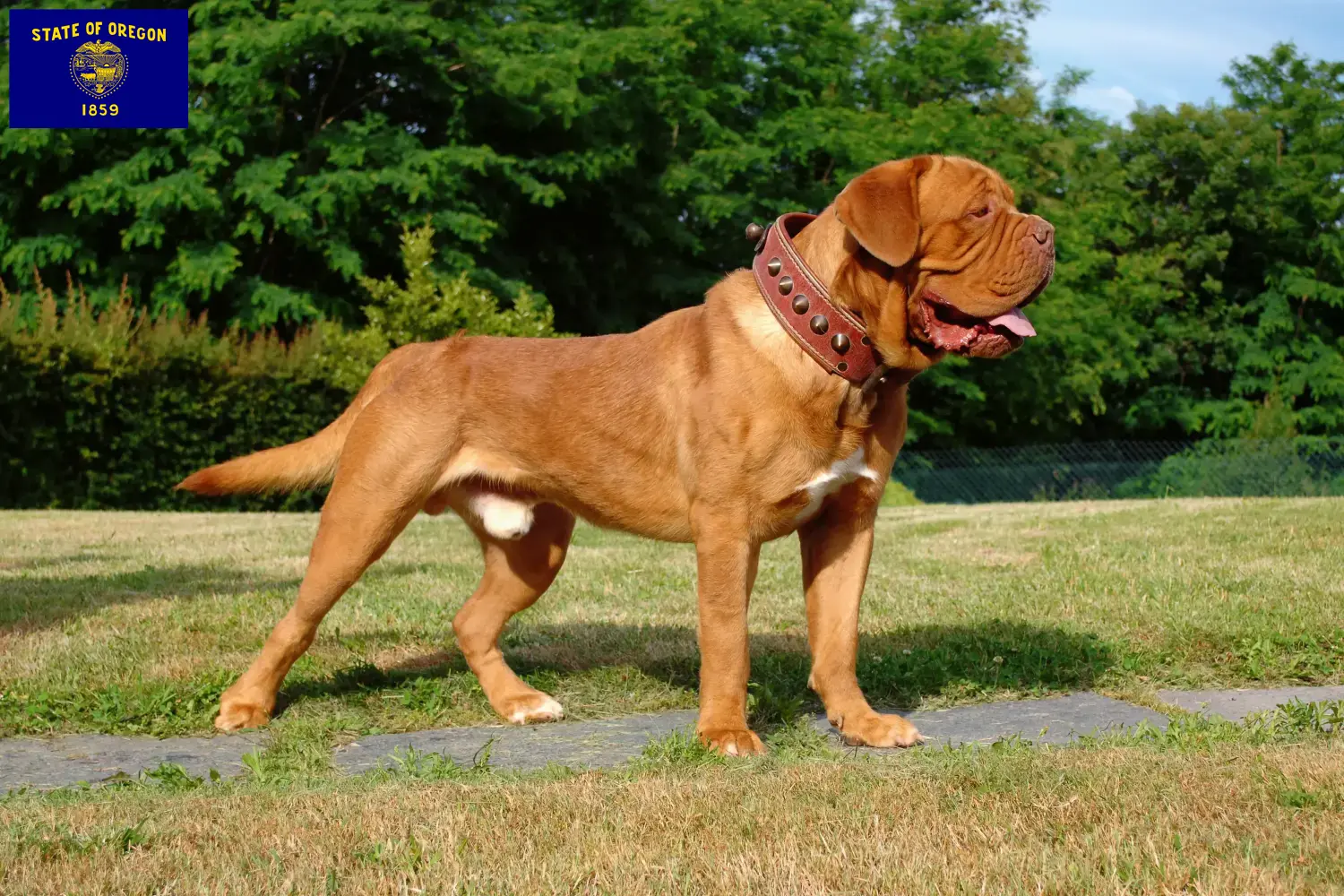 Dogue de Bordeaux puppies and breeder Oregon Find Dogue de Bordeaux breeders in Oregon.