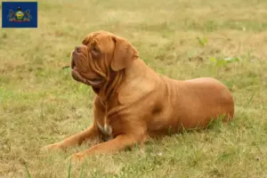 Read more about the article Dogue de Bordeaux breeders and puppies in Pennsylvania