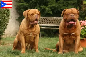 Read more about the article Dogue de Bordeaux breeders and puppies in Puerto Rico
