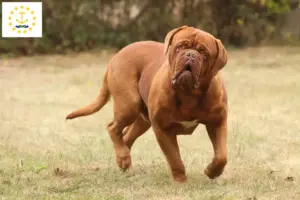 Read more about the article Dogue de Bordeaux breeders and puppies in Rhode Island