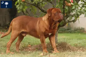 Read more about the article Dogue de Bordeaux breeders and puppies in South Carolina