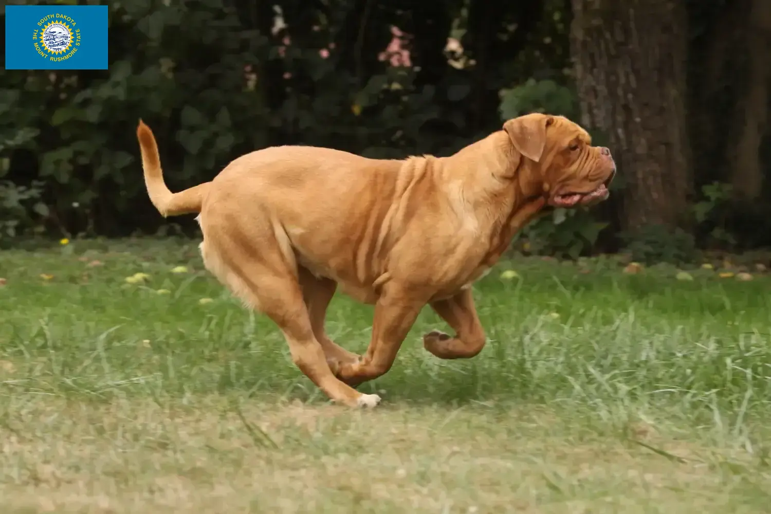 Dogue de Bordeaux puppies and breeders South Dakota Find Dogue de Bordeaux breeders in South Dakota.