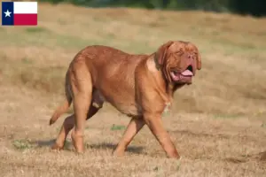 Read more about the article Dogue de Bordeaux breeders and puppies in Texas