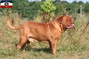 Read more about the article Dogue de Bordeaux breeders and puppies in Utah