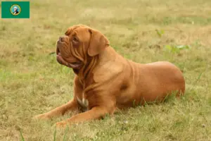 Read more about the article Dogue de Bordeaux breeders and puppies in Washington