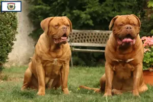 Read more about the article Dogue de Bordeaux breeders and puppies in West Virginia