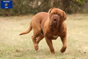 Read more about the article Dogue de Bordeaux breeders and puppies in Wisconsin