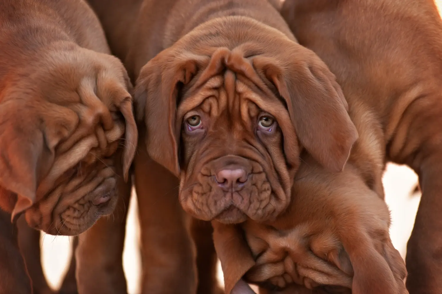 Buying a Dogue de Bordeaux puppy means taking responsibility! Buy Dogue de Bordeaux puppies.