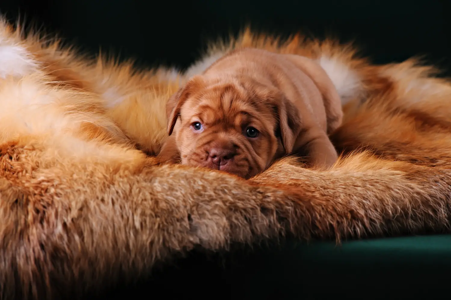 Buying a Dogue de Bordeaux puppy means taking responsibility! Buy Dogue de Bordeaux puppies.