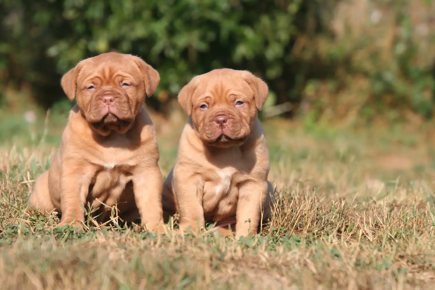Buying a Dogue de Bordeaux puppy means taking responsibility! Buy Dogue de Bordeaux puppies.