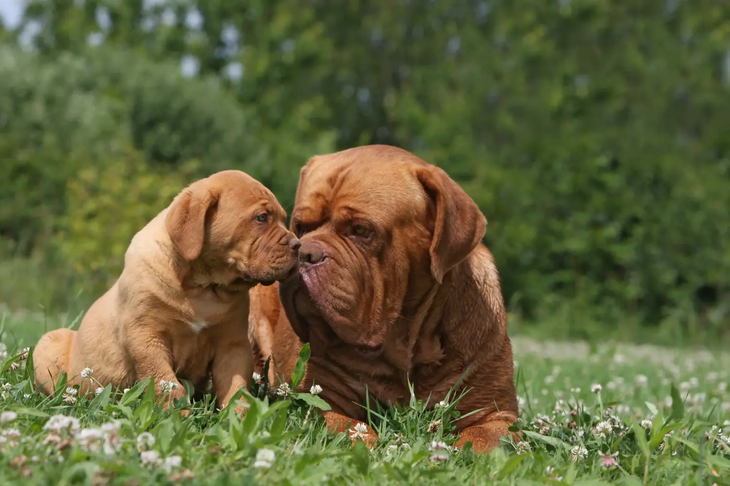 Buying a Dogue de Bordeaux puppy means taking responsibility! Buy Dogue de Bordeaux puppies.