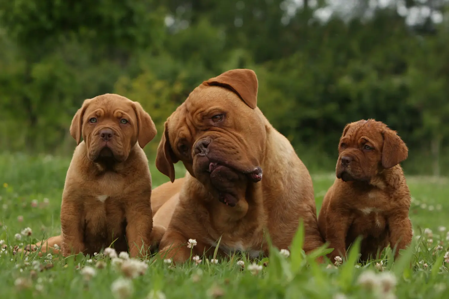 Buying a Dogue de Bordeaux puppy means taking responsibility! Buy Dogue de Bordeaux puppies.