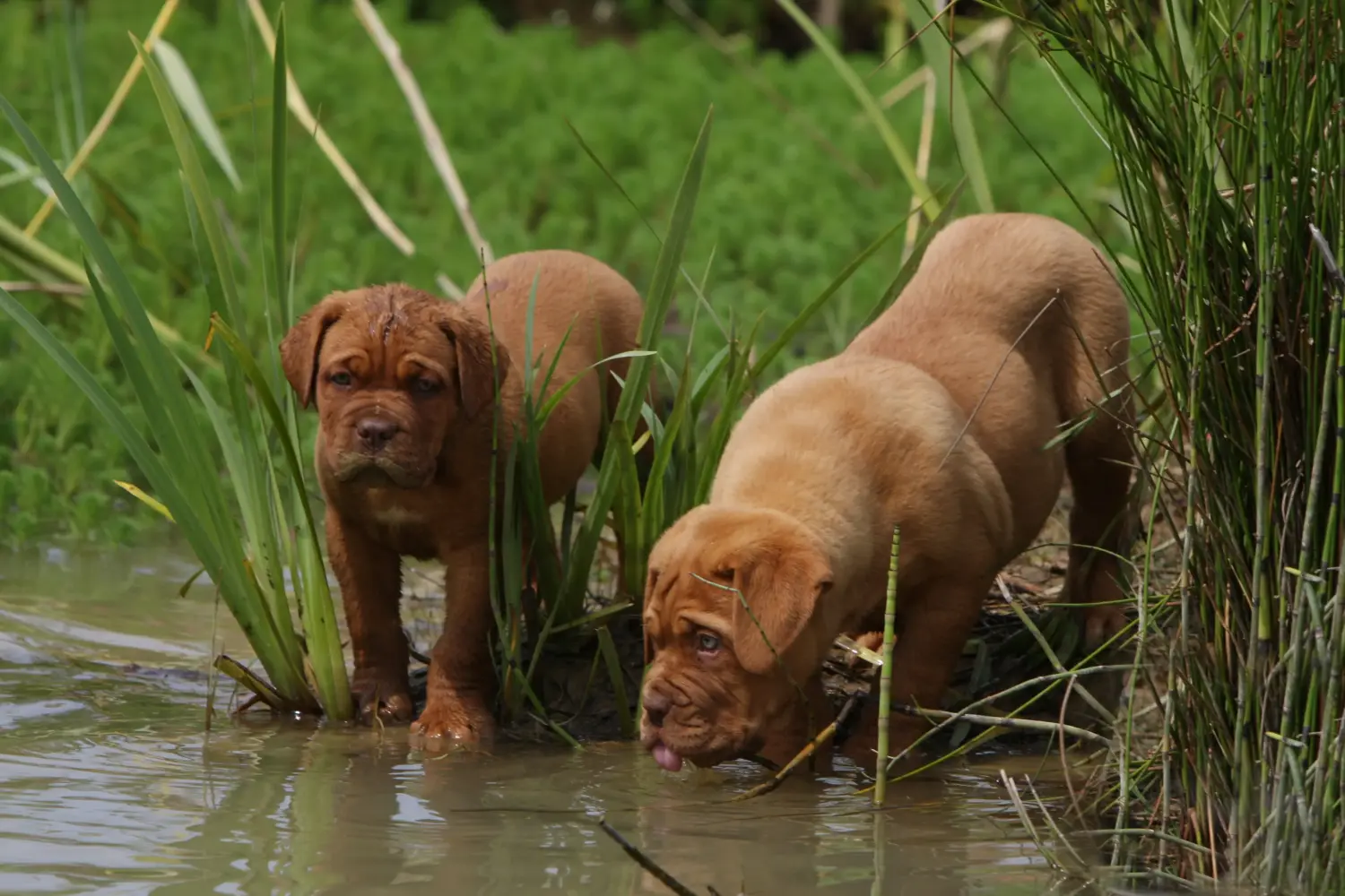 Buying a Dogue de Bordeaux puppy means taking responsibility! Buy Dogue de Bordeaux puppies.