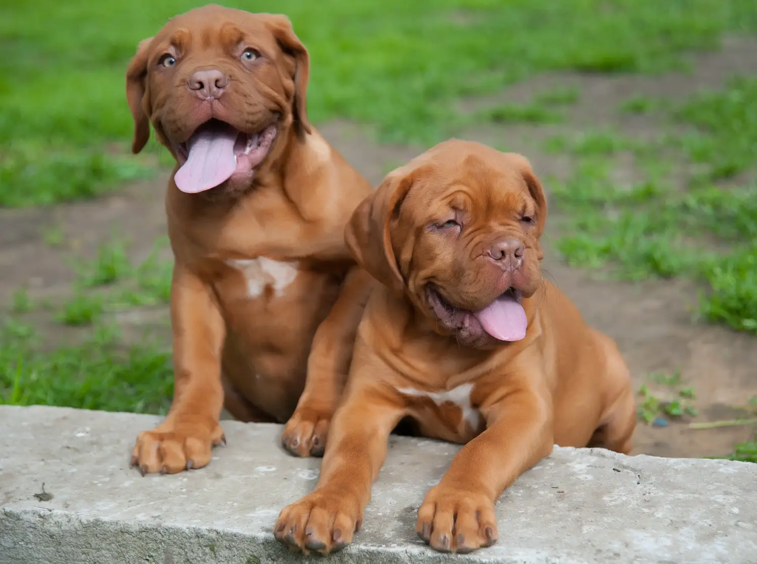 Buying a Dogue de Bordeaux puppy means taking responsibility! Buy Dogue de Bordeaux puppies.