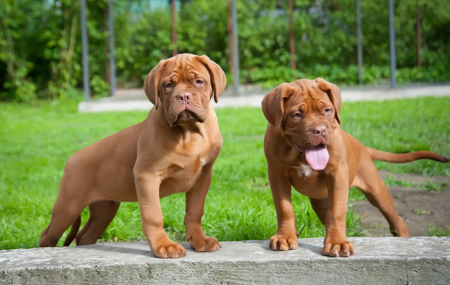 Buying a Dogue de Bordeaux puppy means taking responsibility! Buy Dogue de Bordeaux puppies.
