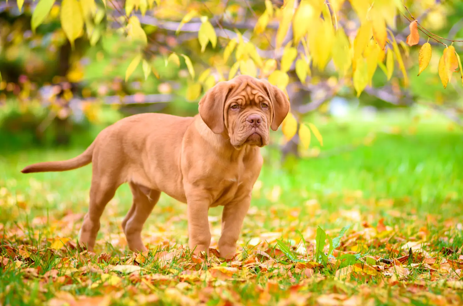 Buying a Dogue de Bordeaux puppy means taking responsibility! Buy Dogue de Bordeaux puppies.