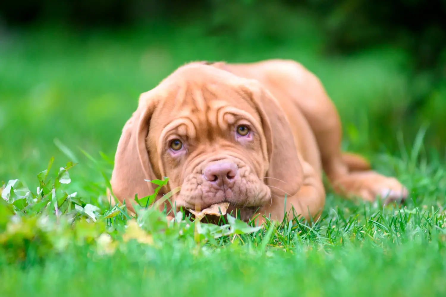 Buying a Dogue de Bordeaux puppy means taking responsibility! Buy Dogue de Bordeaux puppies.
