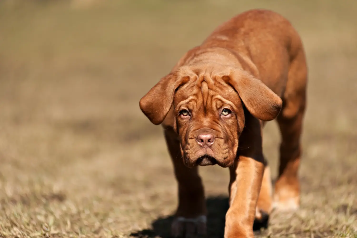 Buying a Dogue de Bordeaux puppy means taking responsibility! Buy Dogue de Bordeaux puppies.