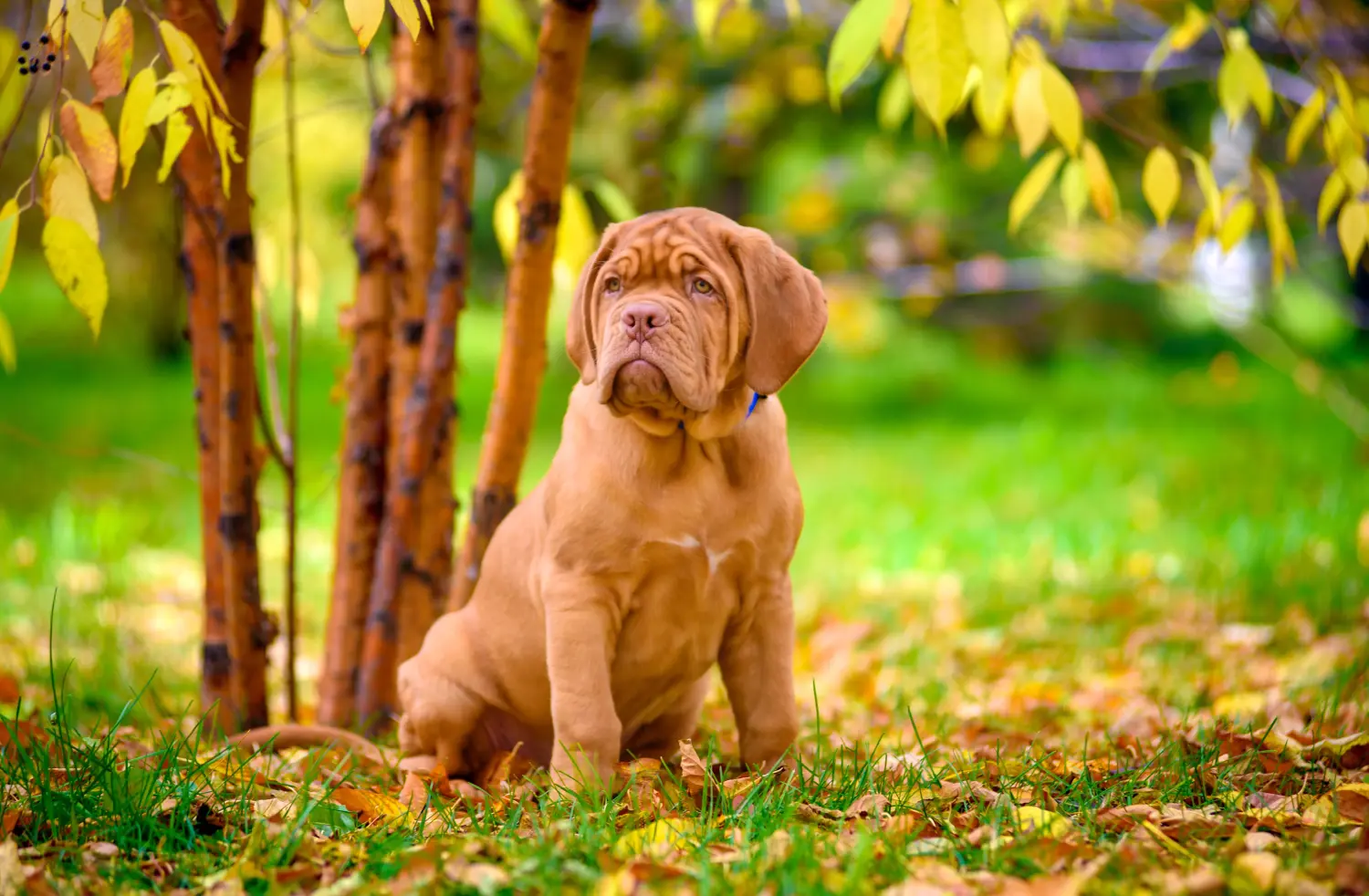 Buying a Dogue de Bordeaux puppy means taking responsibility! Buy Dogue de Bordeaux puppies.