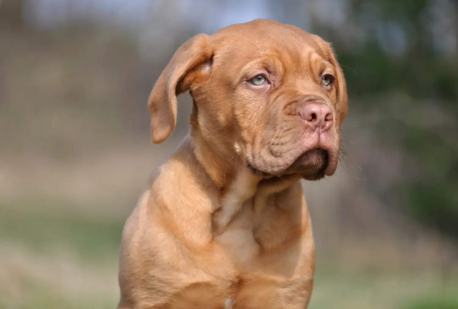 Buying a Dogue de Bordeaux puppy means taking responsibility! Buy Dogue de Bordeaux puppies.