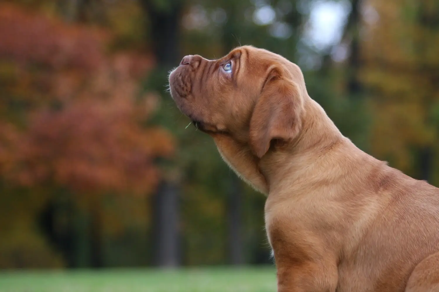 Buying a Dogue de Bordeaux puppy means taking responsibility! Buy Dogue de Bordeaux puppies.