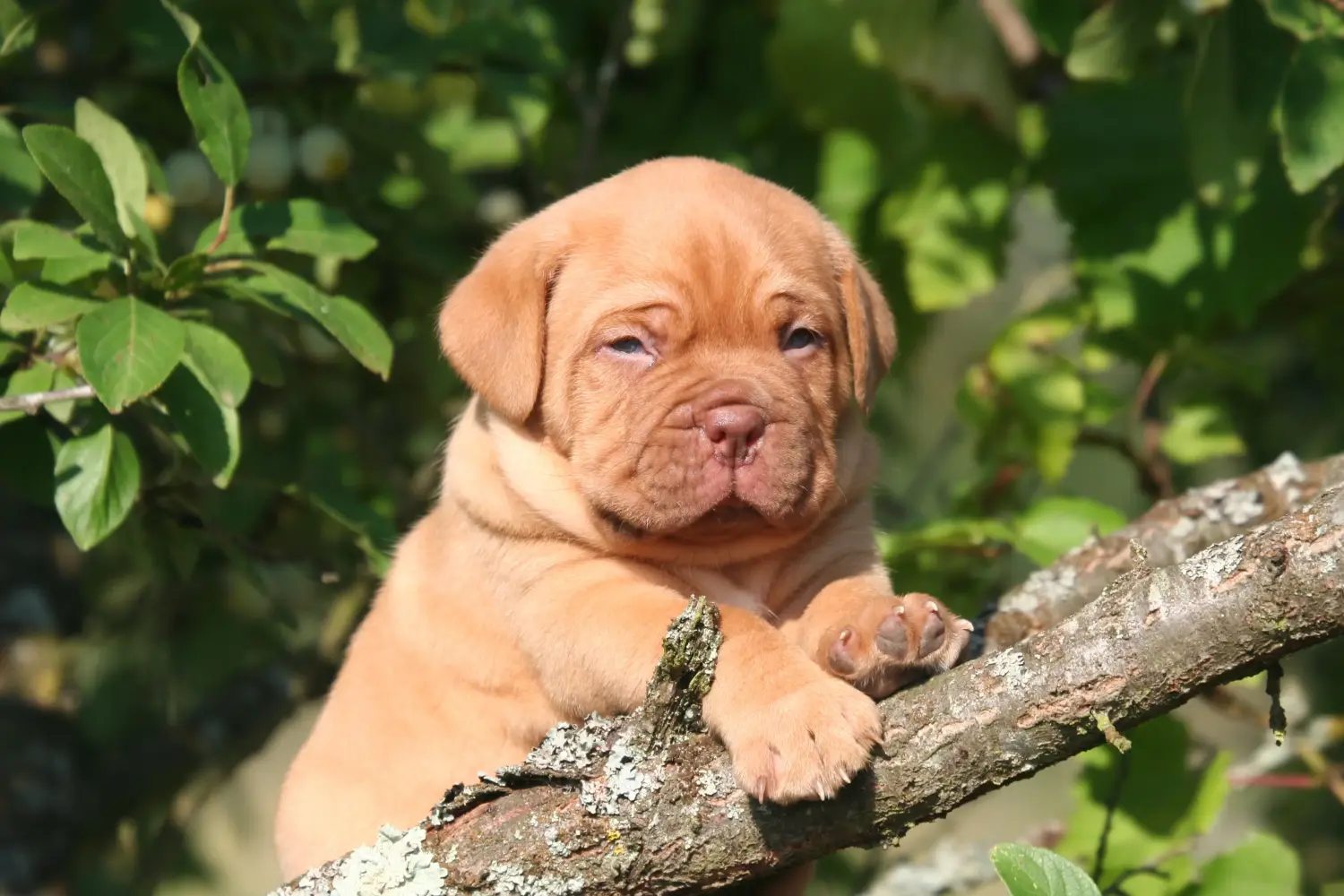 Buying a Dogue de Bordeaux puppy means taking responsibility! Buy Dogue de Bordeaux puppies.