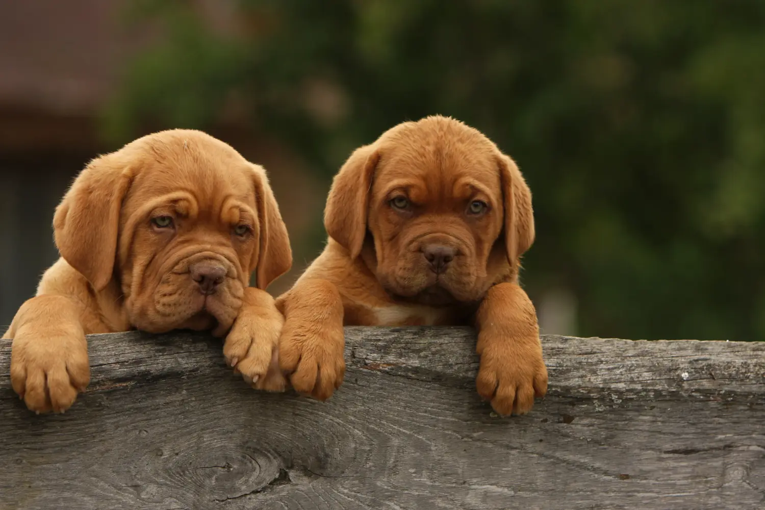 Buying a Dogue de Bordeaux puppy means taking responsibility! Buy Dogue de Bordeaux puppies.