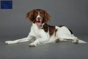 Read more about the article Drentse Patrijshond breeders and puppies in Alaska