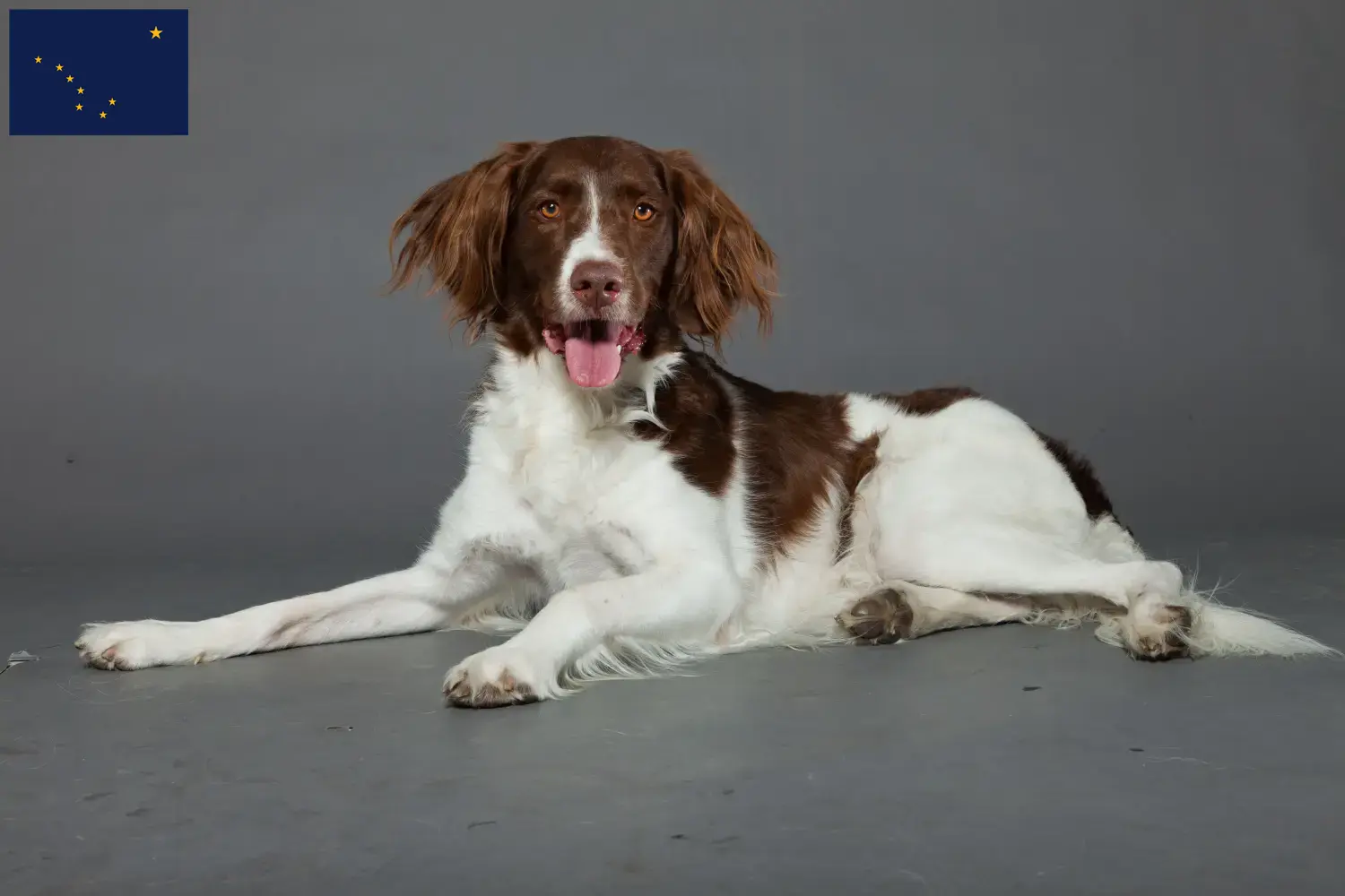 Drentse Patrijshond puppies and breeders Alaska Here you can find Drentse Patrijshonds breeders in Alaska.