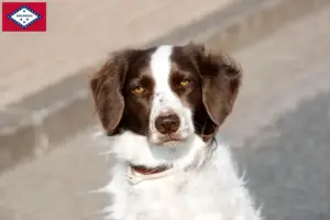 Read more about the article Drentse Patrijshond breeders and puppies in Arkansas