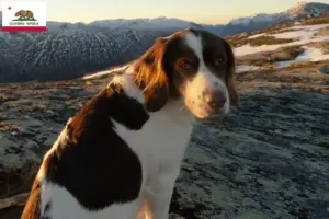 Read more about the article Drentse Patrijshond breeders and puppies in California