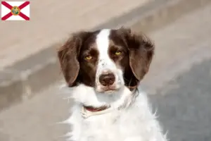 Read more about the article Drentse Patrijshond breeders and puppies in Florida