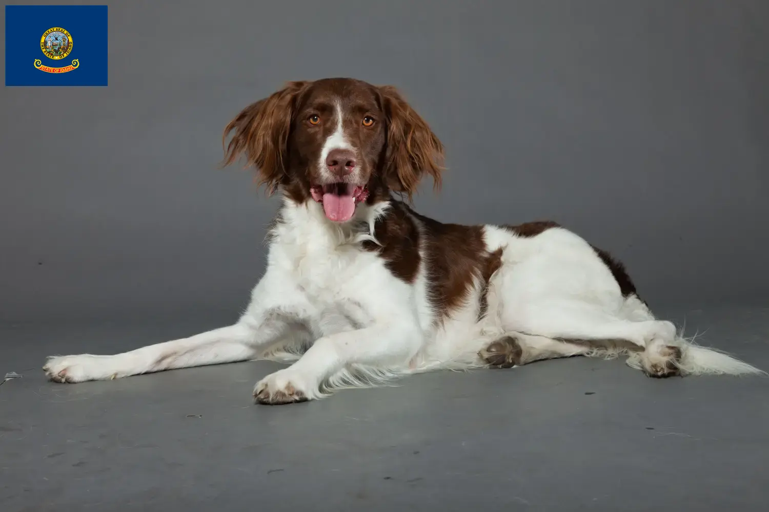 Read more about the article Drentse Patrijshond breeders and puppies in Idaho