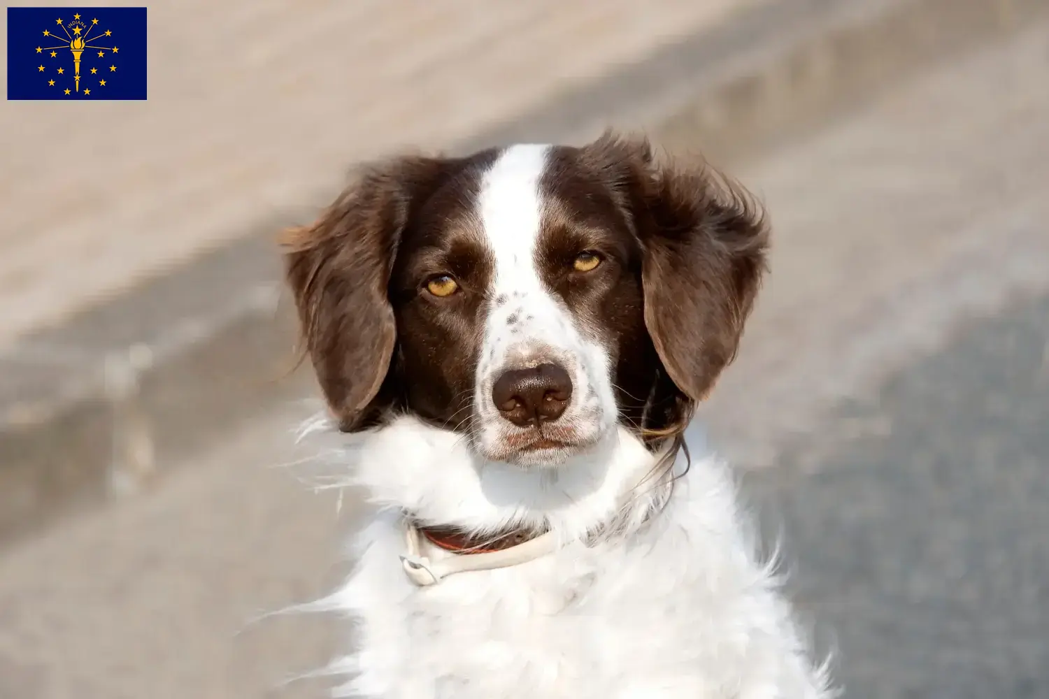 Read more about the article Drentse Patrijshond breeders and puppies in Indiana